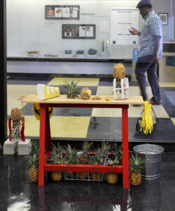 A counter-cum-workbench, tools and utensils act as both still life and kitchen in this installation. The smell of freshly cut pineapple seduces a viewer to slice, dice and pick to engage.

When is the last time you considered a pineapple? When is the last time you purchased a pineapple? Was it pre-skinned and diced? Prickly pineapples are slow laborious to cultivate. Each must be picked by hand, it is a cumbersome fruit. A worker wears full body armour when harvesting due to the knife-like spikes protruding from the tops of the fruit. A once-coveted Florida crop in the early 1900’s, the Dole company squashed the Florida-based industry by establishing its present day sites in Hawaii. The tropical fruit was a delicacy and the symbol for hospitality. At the end of a social gathering the host would ceremoniously cut the top off of the fruit, a sign that the party had ended. Still today, you can simply plant the top of a pineapple and cultivate your own. 

Abundance is key to this installation. The viewer is free to take, to participate.