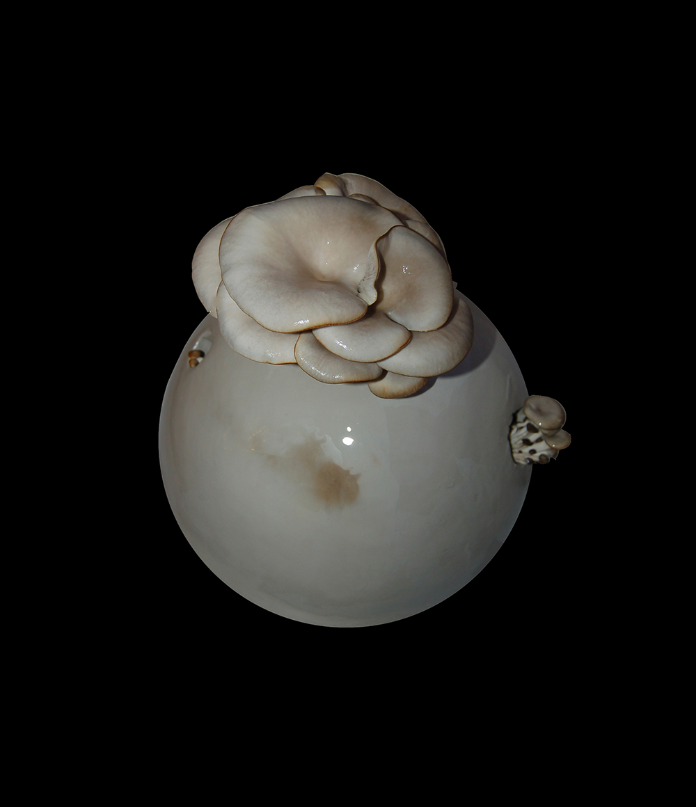 The installation includes objects with mushrooms growing during the exhibition