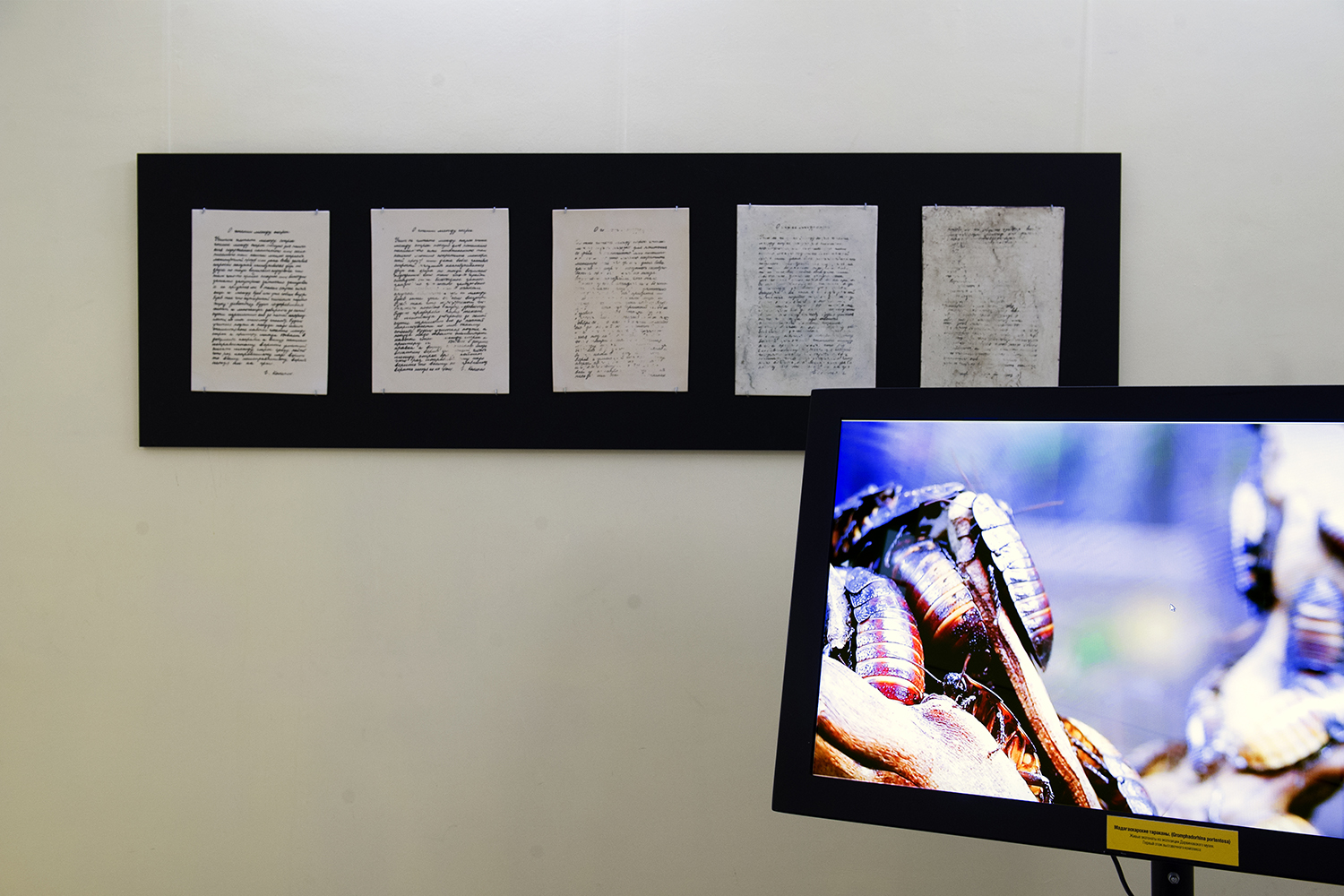 The image contains a fragment of an installation with the use of porcelain, unbaked overglaze painting, which cockroaches eat during the exhibition