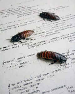 The image contains a fragment of an installation with the use of porcelain, unbaked overglaze painting, which cockroaches eat during the exhibition