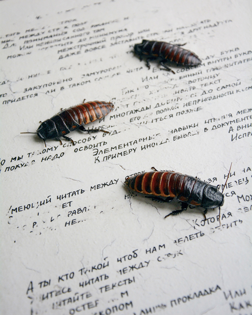 The image contains a fragment of an installation with the use of porcelain, unbaked overglaze painting, which cockroaches eat during the exhibition