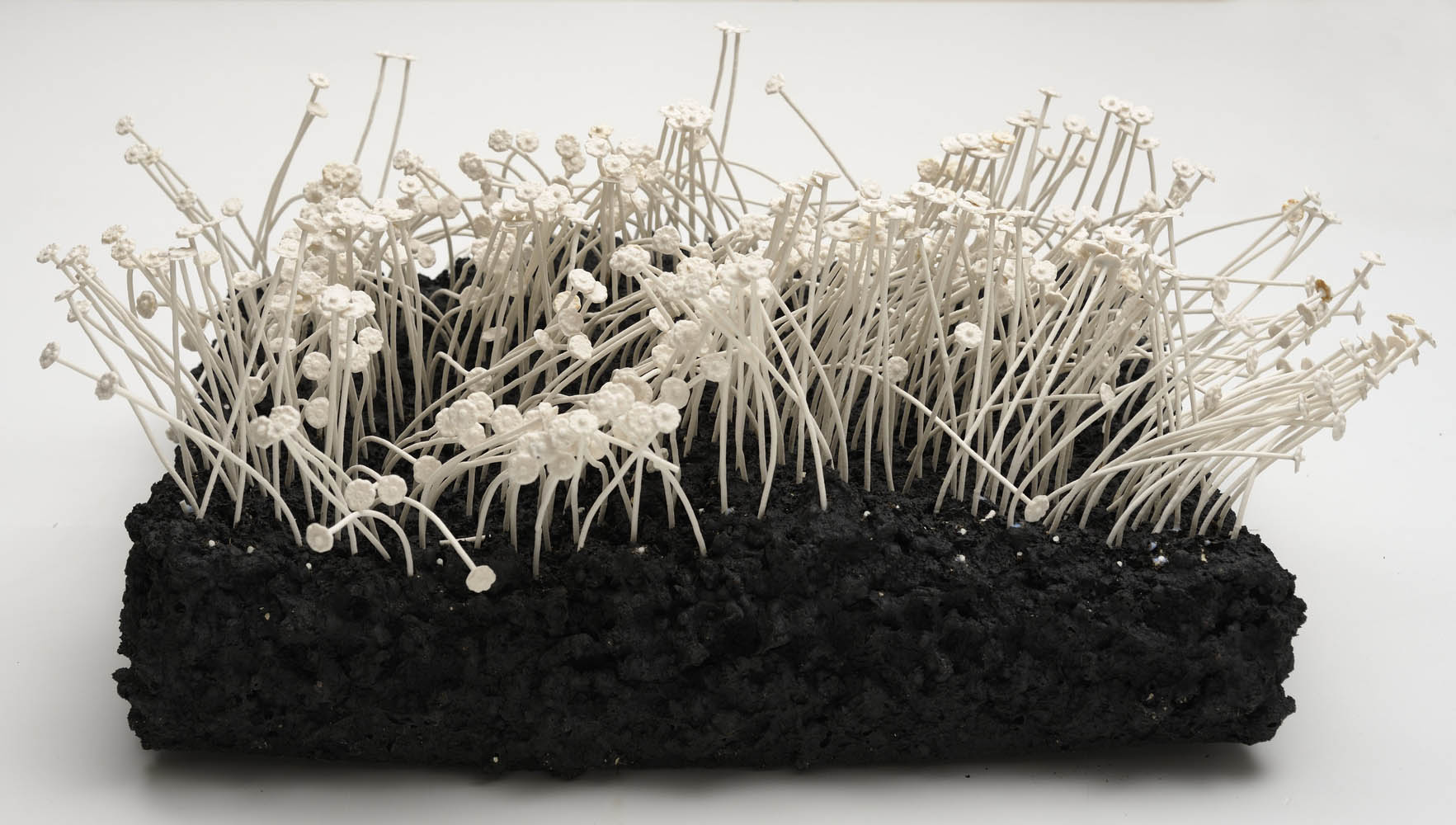 Annika teder artaxis